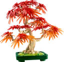 Japanese Red Maple Bonsai Tree