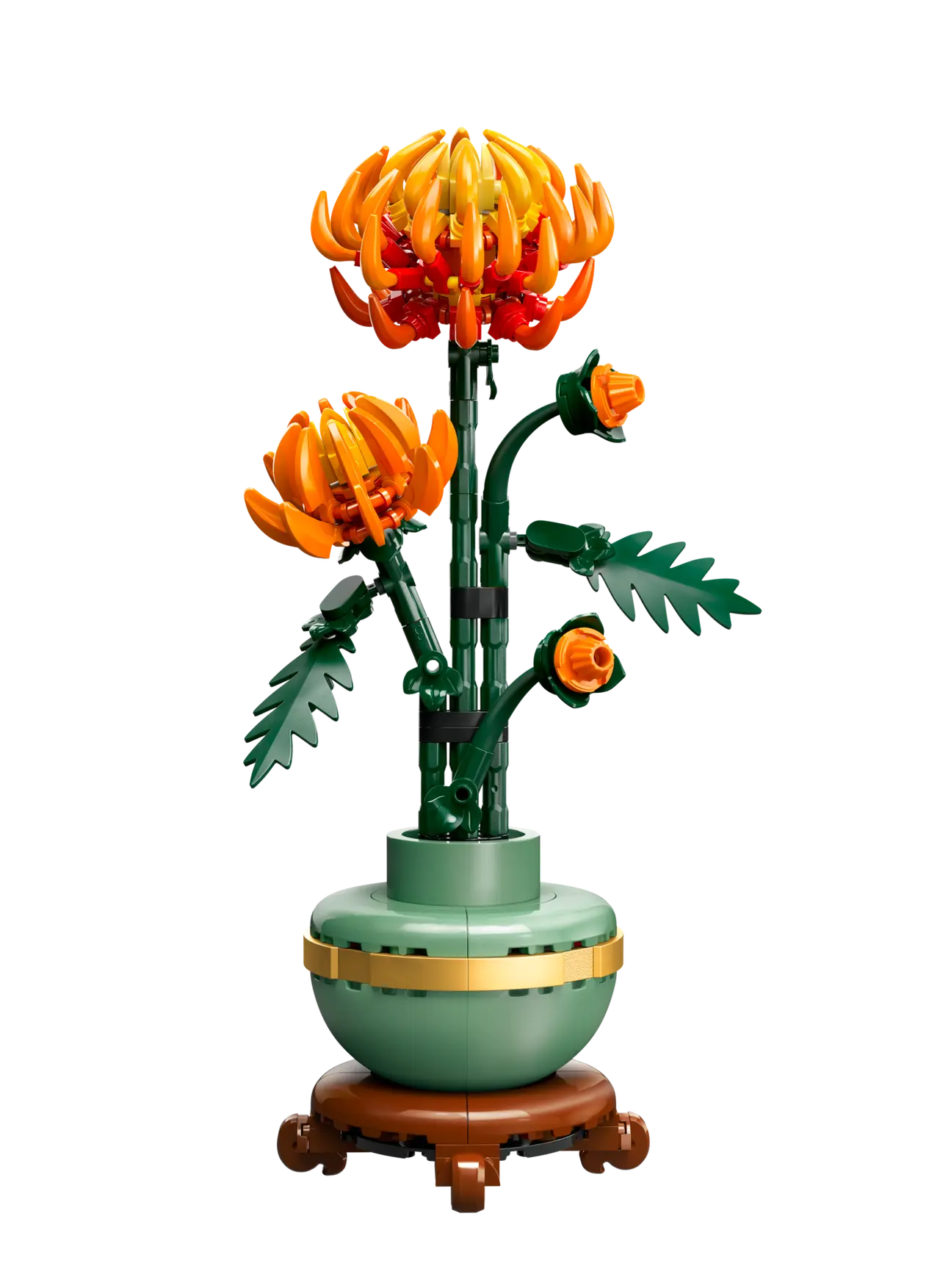Chrysanthemum