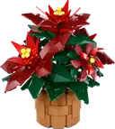 Poinsettia