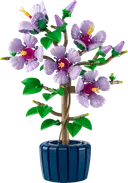 Hibiscus