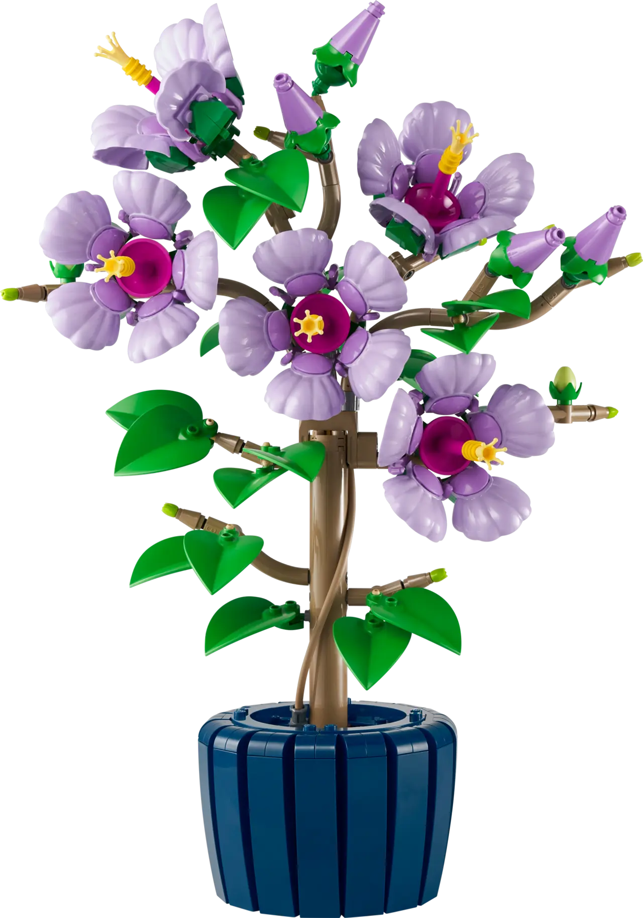 Hibiscus