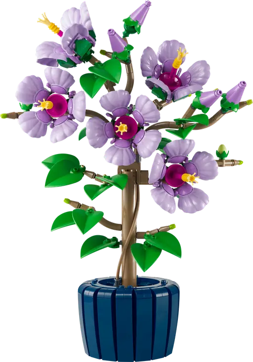 Hibiscus