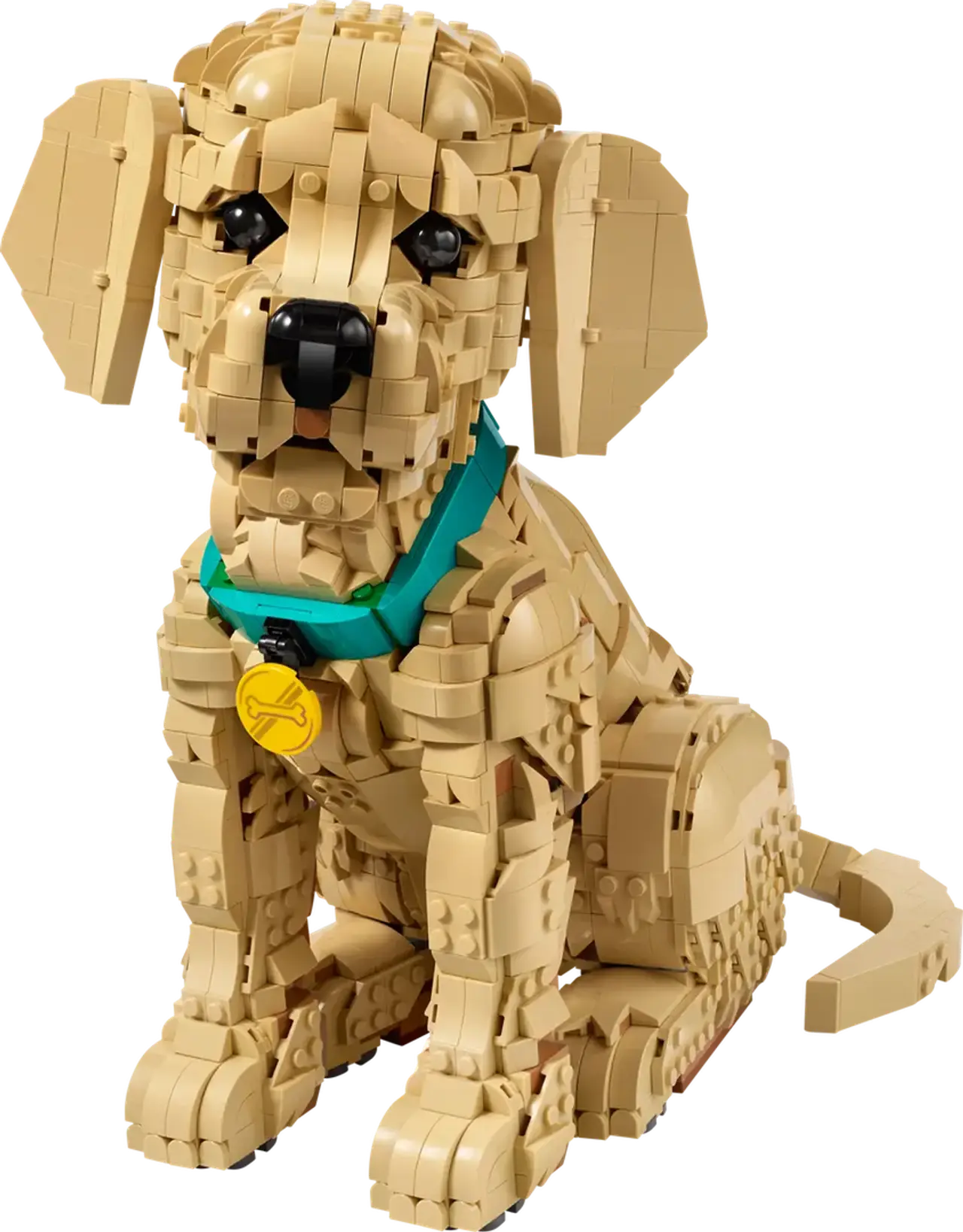 Golden Retriever Puppy