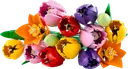 Tulip Bouquet