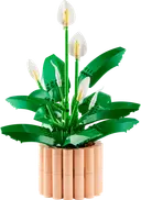 Peace Lily