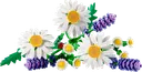 Daisies
