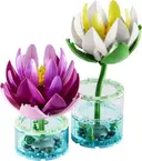 Water Lilies