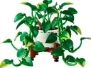 Hanging Golden Pothos