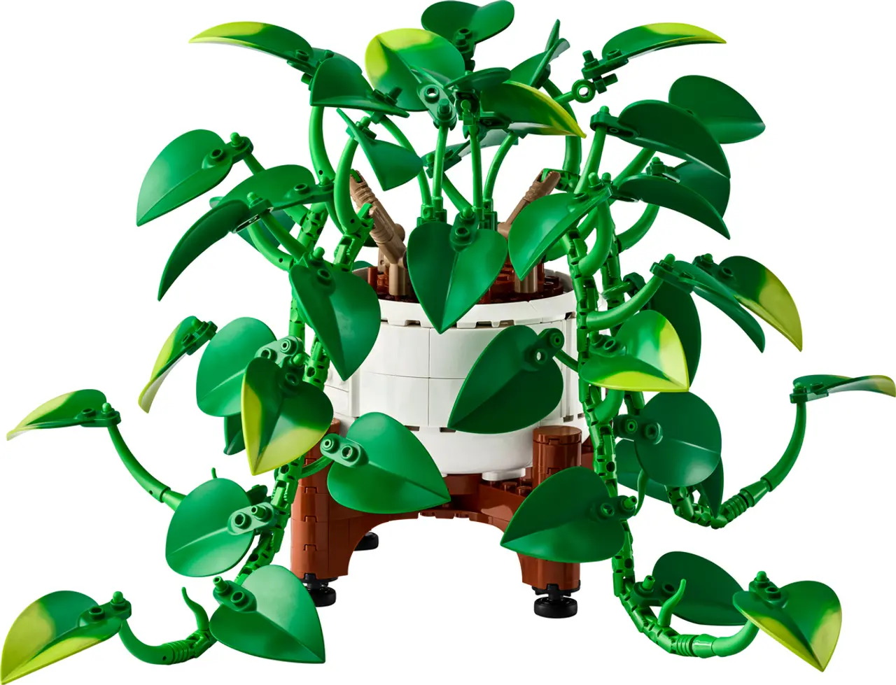 Hanging Golden Pothos