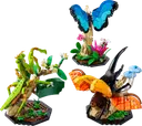 The Insect Collection