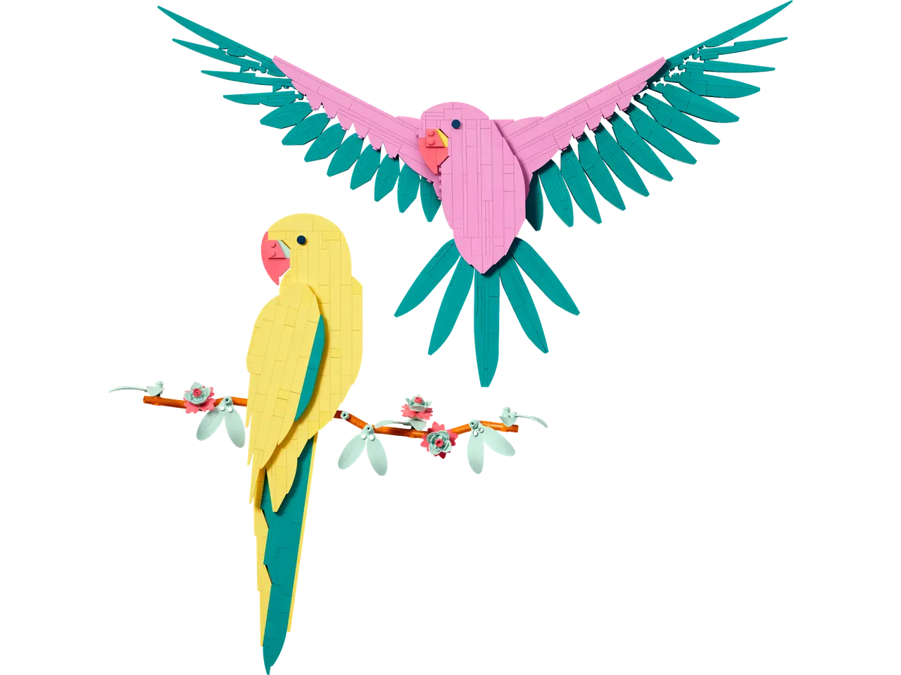 Macaw Parrots