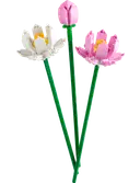 Lotus Flowers