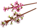 Cherry Blossoms