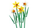 Daffodils