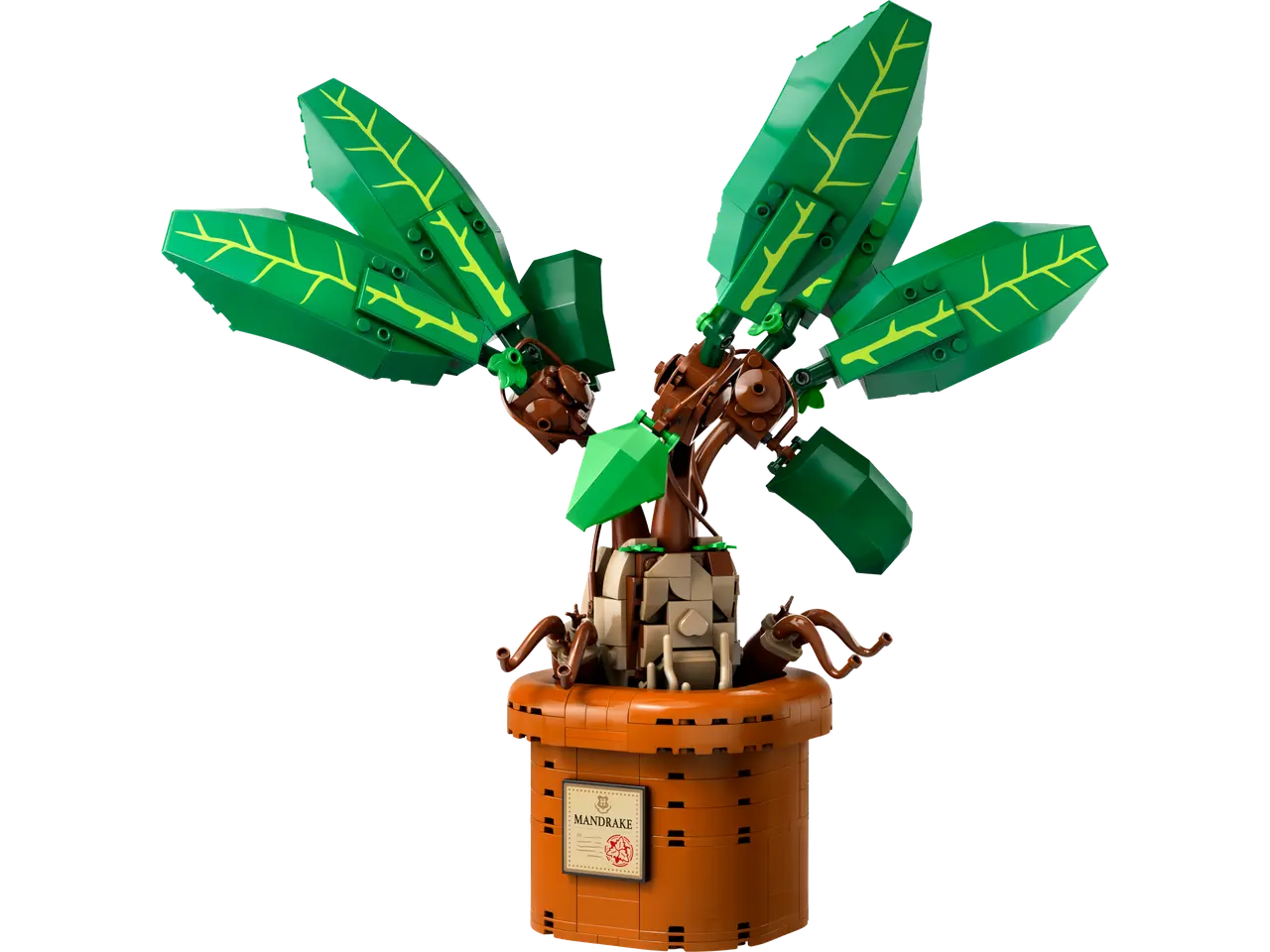Mandrake