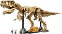 Dinosaur Fossils: Tyrannosaurus Rex