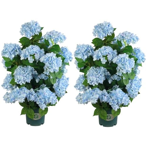 QIANYUN Faux Hydrangea Tree 30" Tall (2 Pack), Artificial Hydrangea Plant in Pot with Blue Flowers, Realistic Hydrangea Tree for Indoor Outdoor Porch, Patio, Home Decor