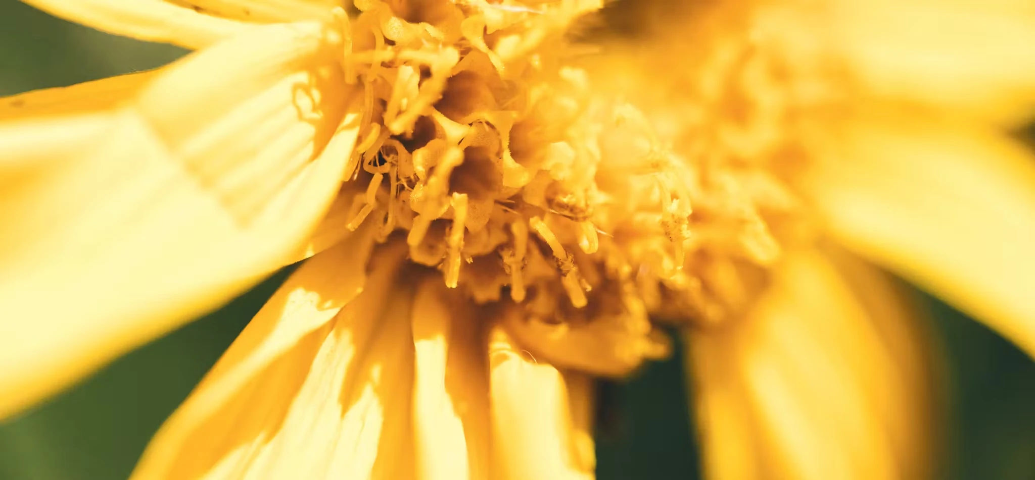 Arnica