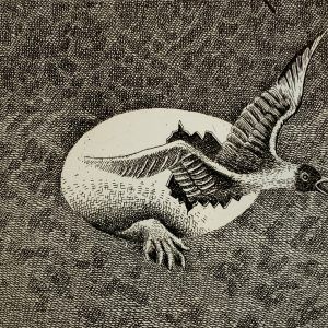 Untitled Hatched Egg