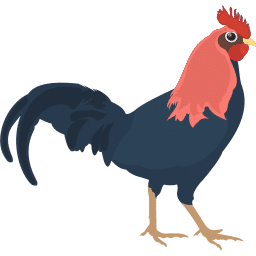 sabung ayam