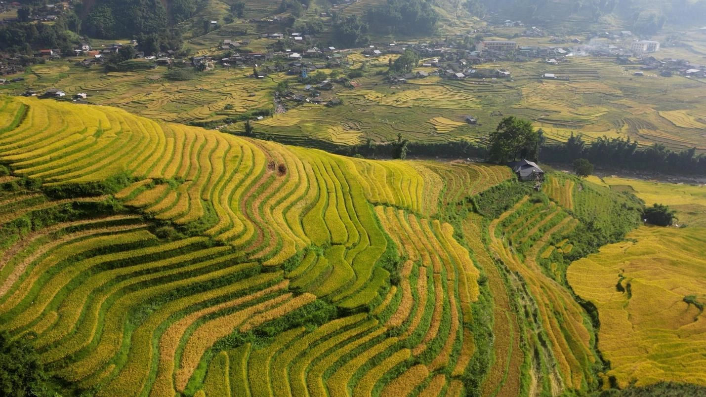 Ruộng bậc thang Sa Pa đổi màu theo mùa thu hoạch