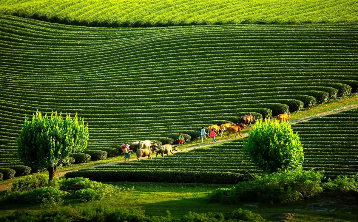 Lush green tea hills forming the iconic beauty of Moc Chau