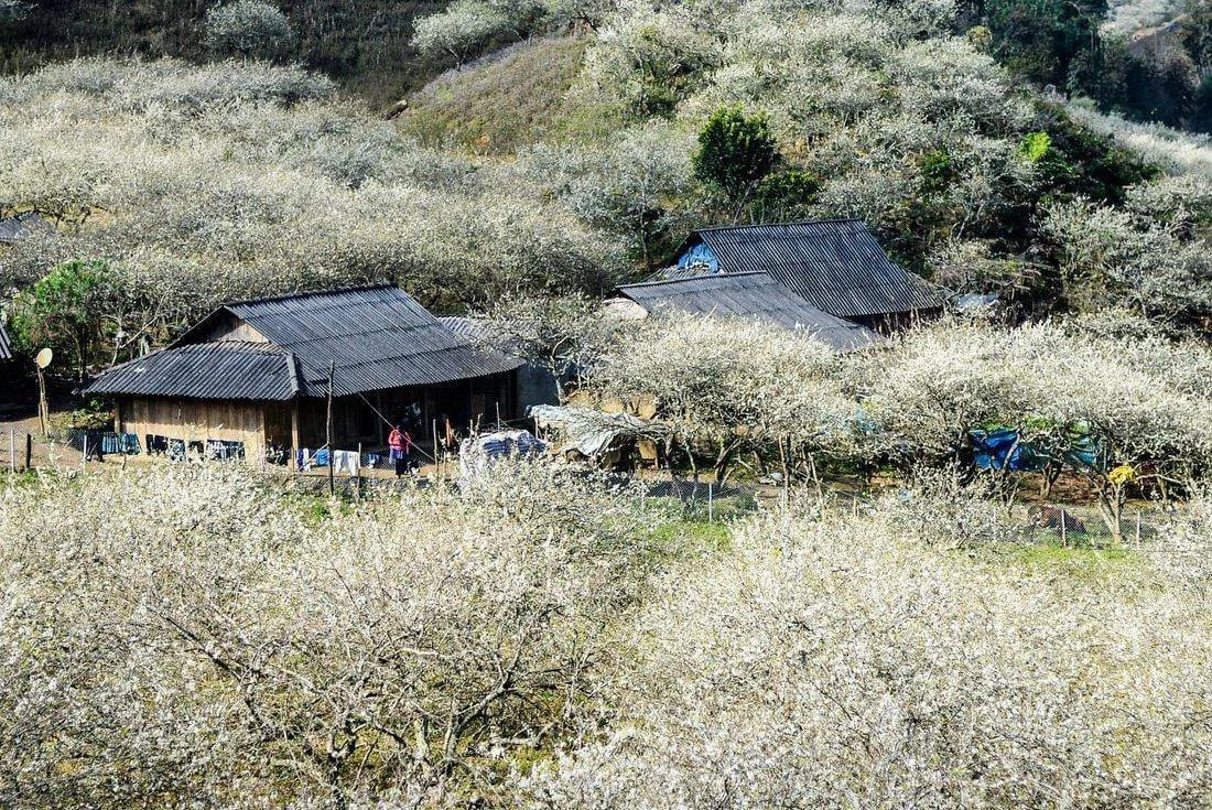 Na Ka plum valley in Moc Chau with peaceful atmosphere and fresh nature