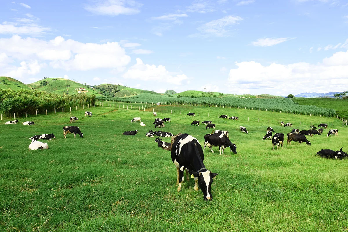 Moc Chau dairy farm with wide grasslands and cows on the plateau