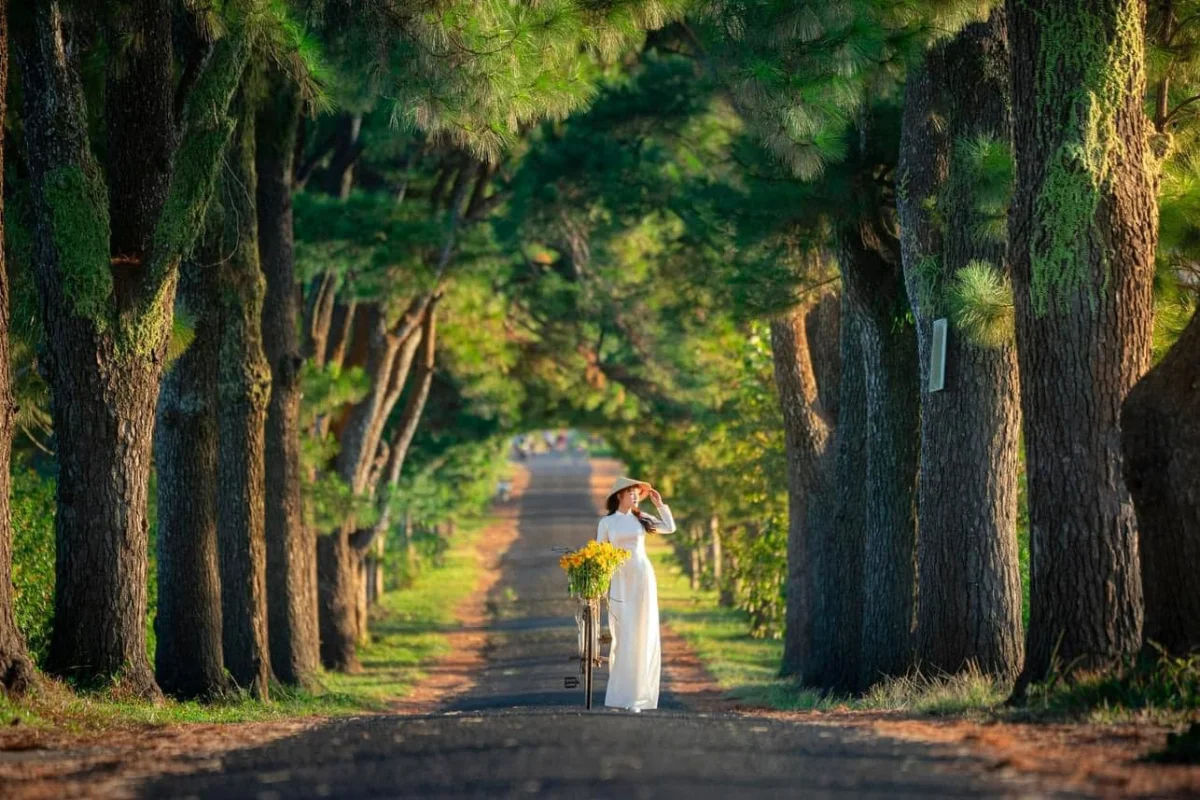 Ancient pine trees lining both sides of a road in the lush green landscape of Pleiku