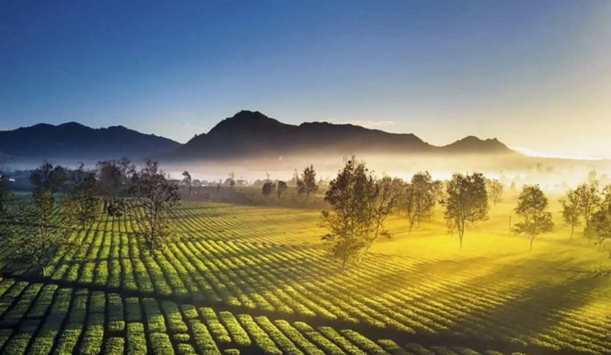 T’Nưng Tea Hill’s vibrant green scenery in the heart of the highlands