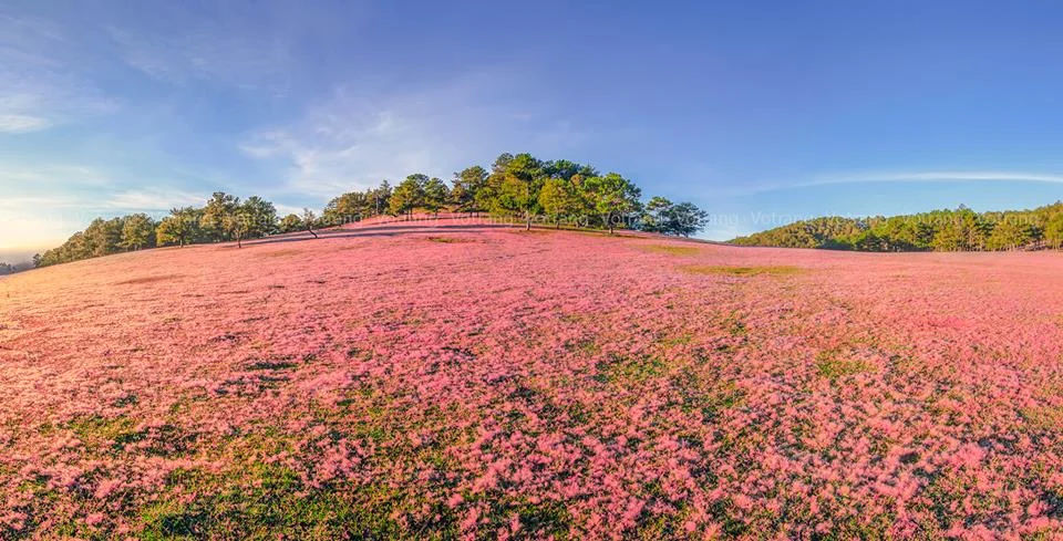 Glar Pink Grass Valley in full bloom covering the hillsides of Gia Lai