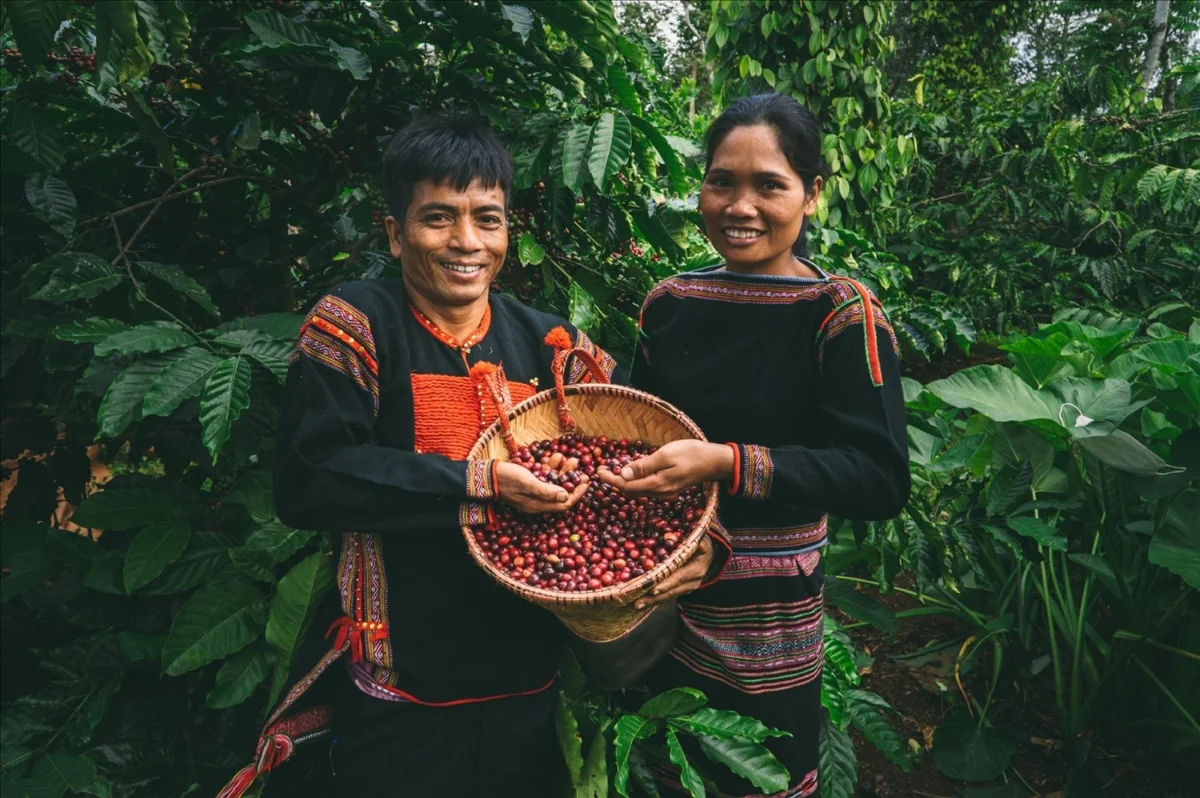 Local people harvesting ripe red Central Highlands coffee cherries in the plantation