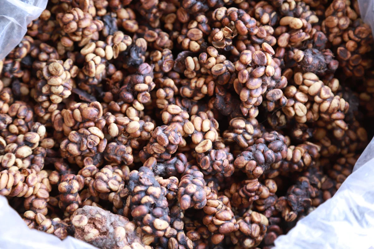 Kopi Luwak is a rare coffee known for its rich flavor