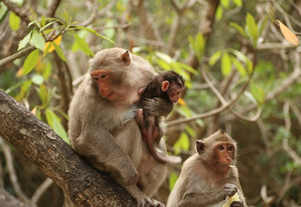Visitors can play with the monkeys and feed them when visiting the island