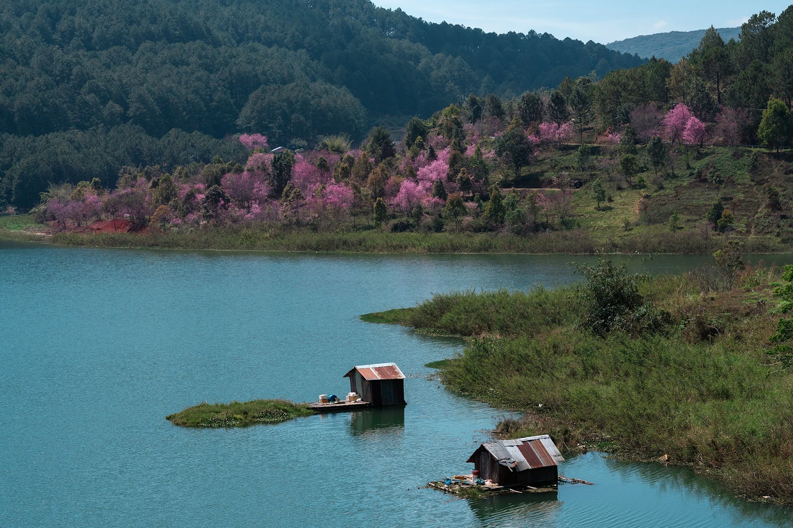 Tuyen Lam Lake during cherry blossom season