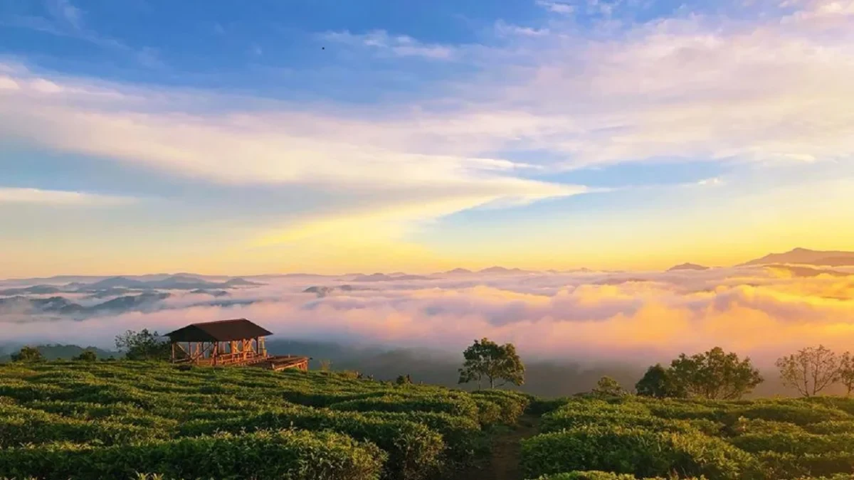 Early morning at Cau Dat Tea Hill, with clouds covering the valley.
