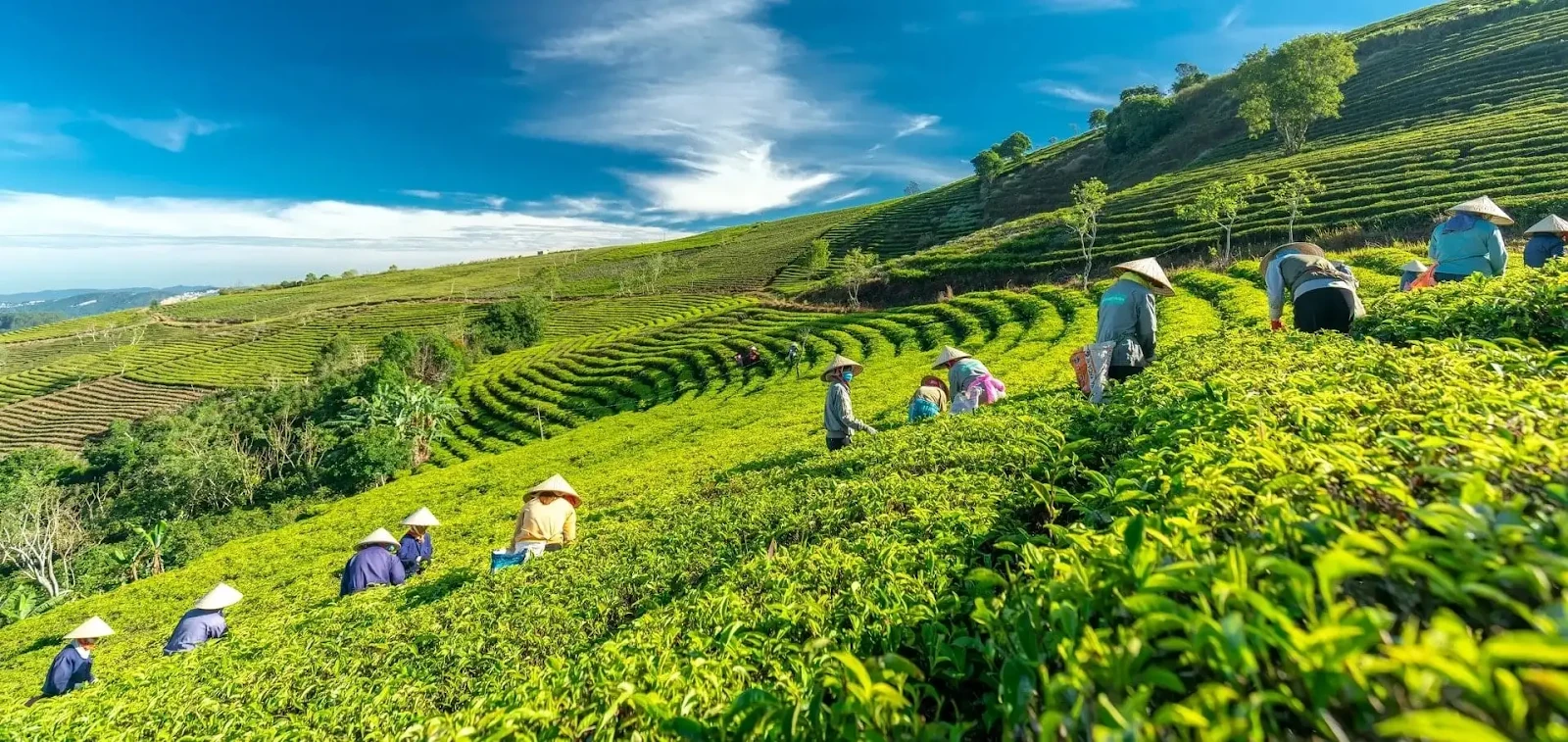 Locals harvesting tea leaves on the tea hill