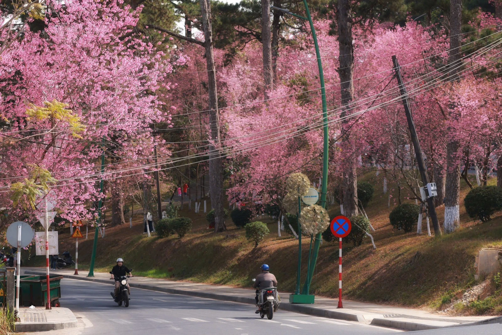 A dreamy cherry blossom road in spring in Da Lat