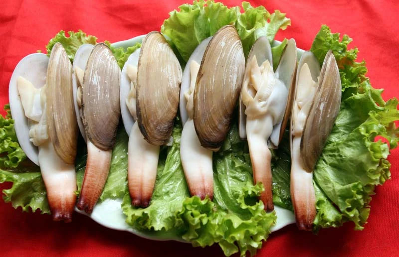 A plate of Van Don geoduck neatly arranged on a bed of fresh greens