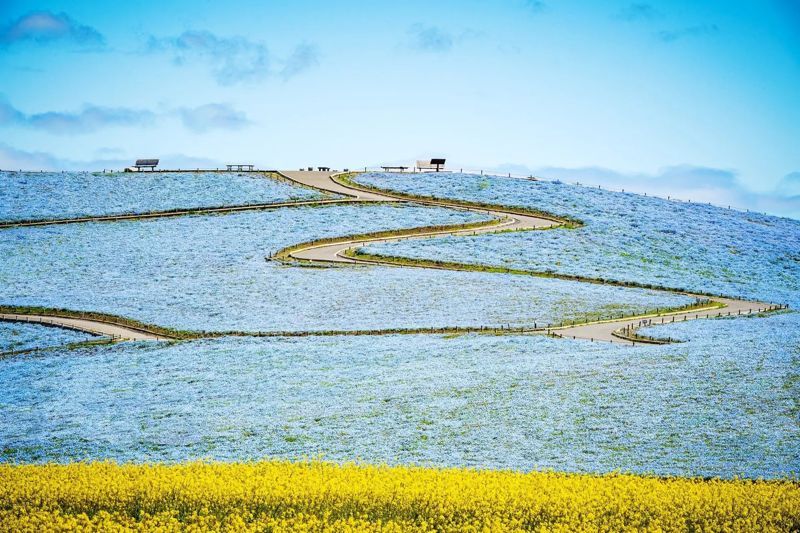 Cánh đồng hoa “mắt biếc” Nemophila trong ngôn ngữ Nhật có nghĩa là “xinh đẹp”
