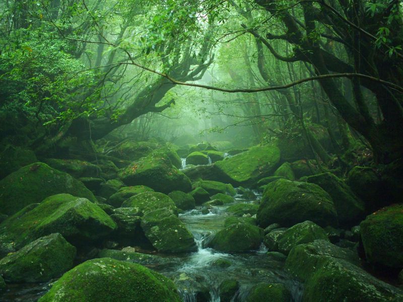 Lạc vào xứ sở thần tiên với rừng cổ đại tại đảo Yakushima