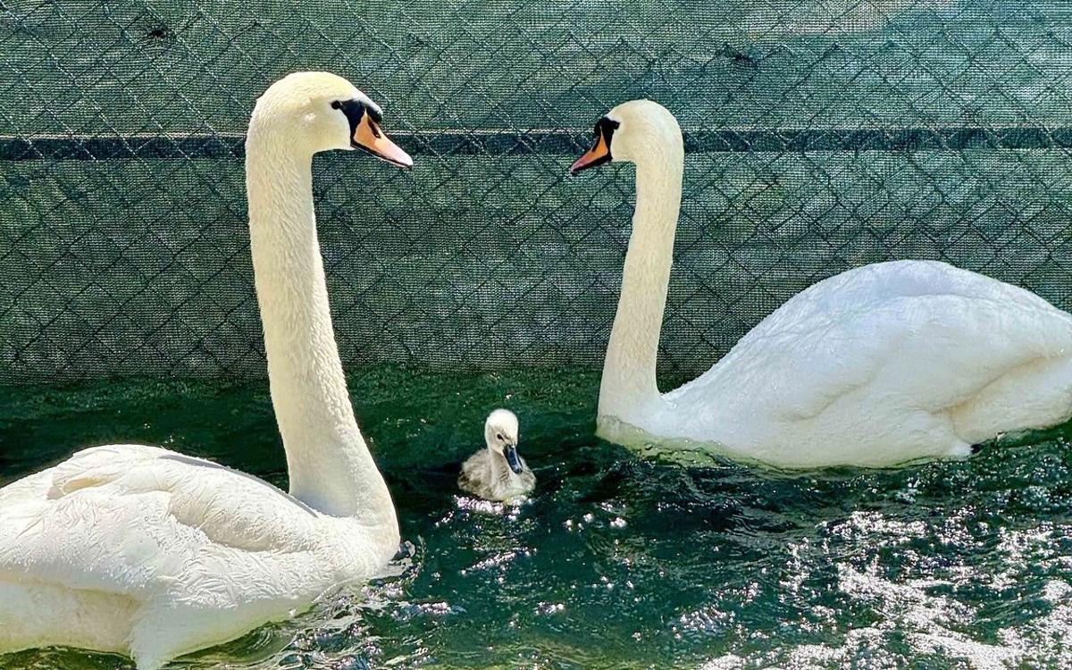 Swans at Kuğulu Park – a gentle highlight, perfect for your Ankara travel photos.