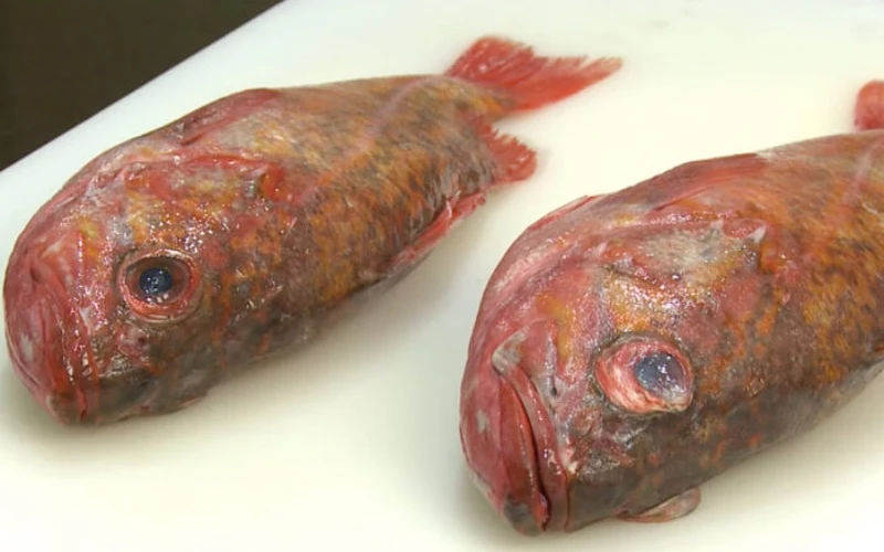 Bên trái là mắt cá còn trong (tươi), bên phải là mắt cá đã đục (không tươi)