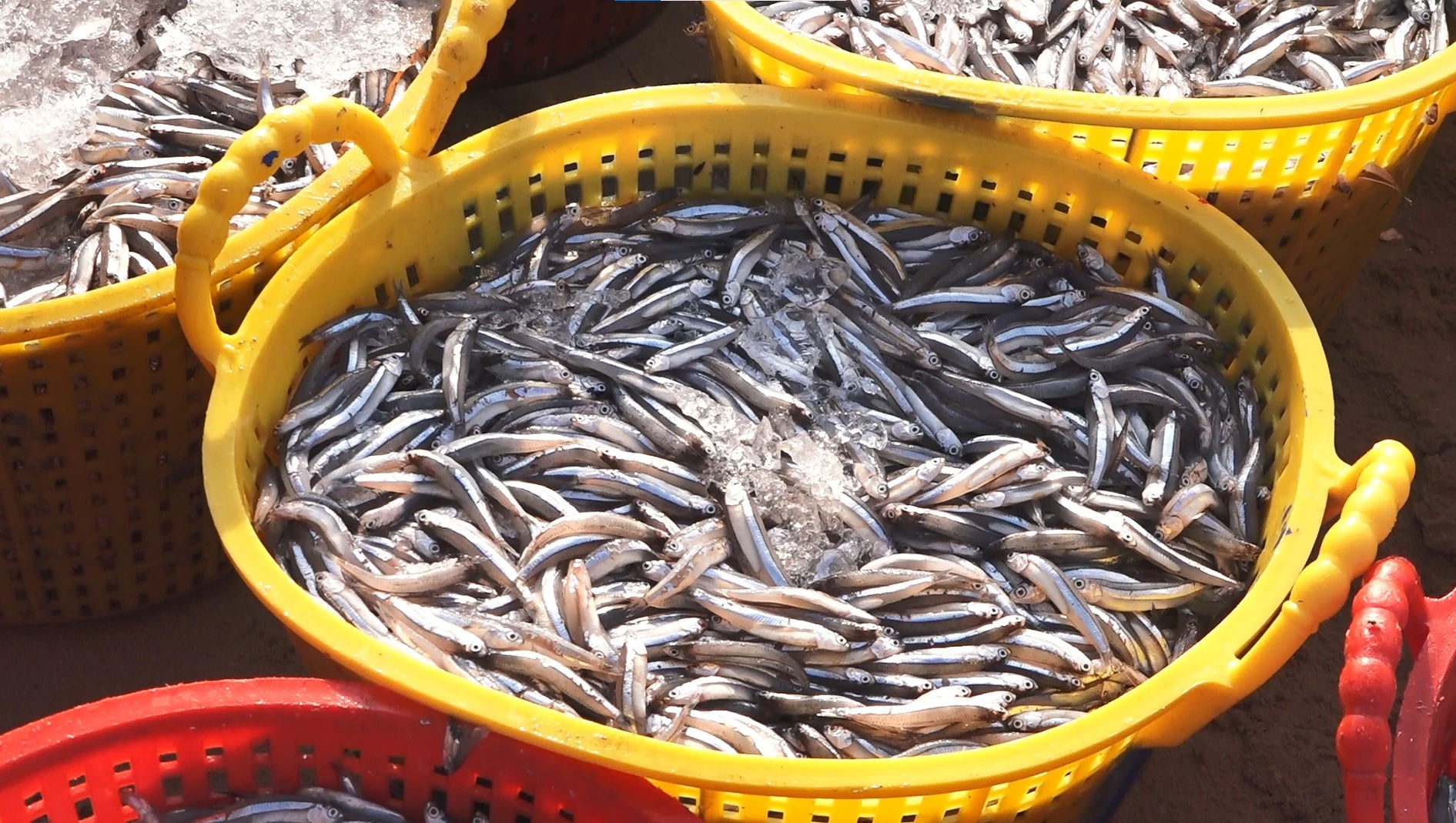 Cá cơm Phan Thiết vừa được đánh bắt, cá to bán được giá cao