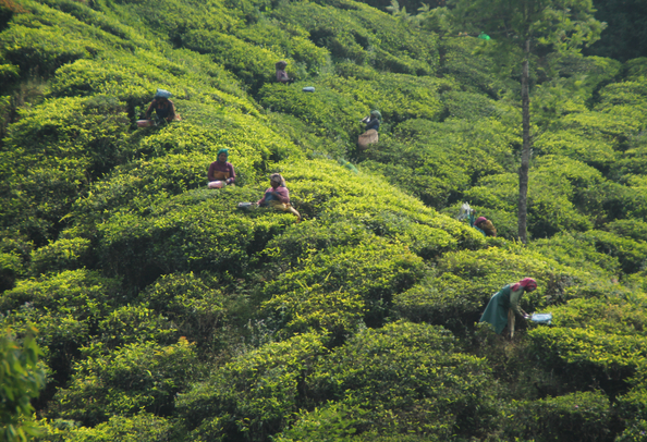 Munnar - Tea plantations