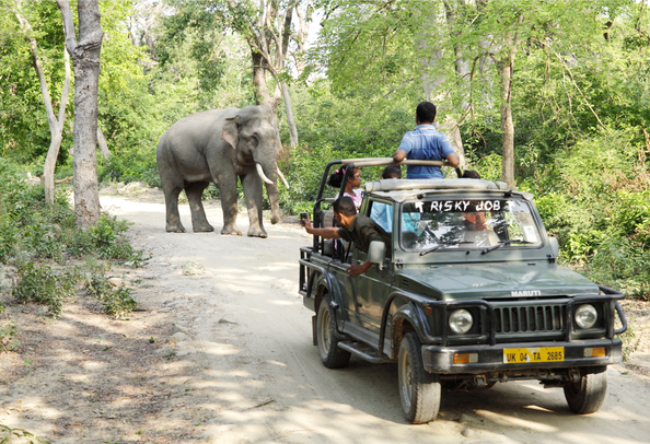 Jim Corbett Jungle Safari