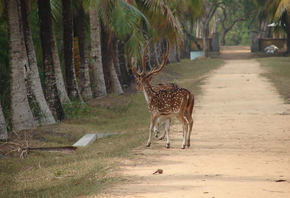 bhitarkanika park