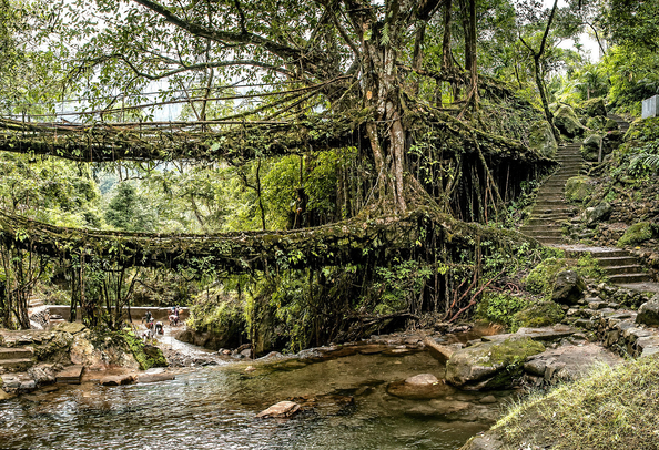 Double Decker Living Root Bridge