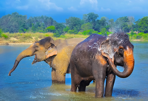 Chitwan National Park nepal