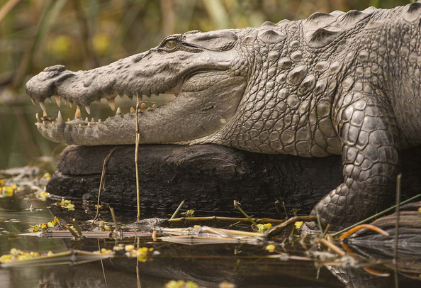 Chitwan National Park crocodile